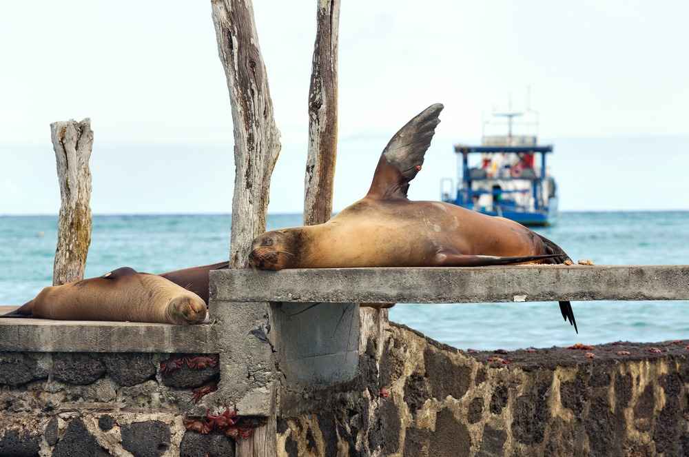 Ecuador-galapagos-sea-lion-island-hopping-san-cristobal-wise-destinations_14_11zon_14_11zon