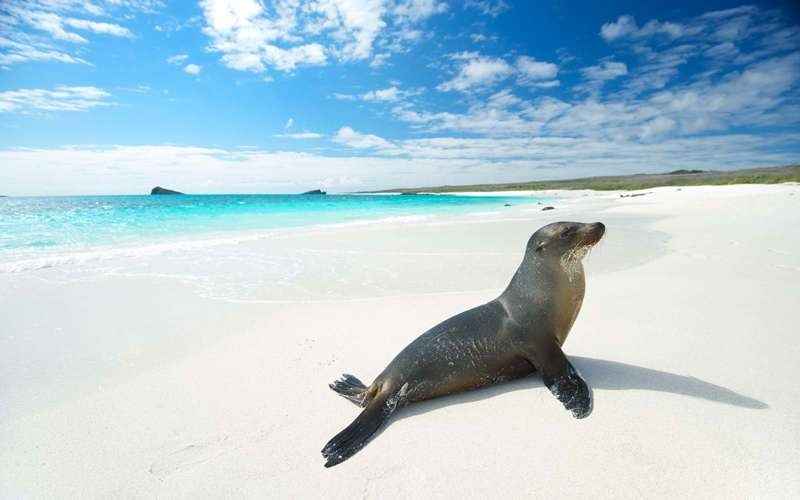 Galapagos-lobo-marino-internet_1_11zon_1_11zon