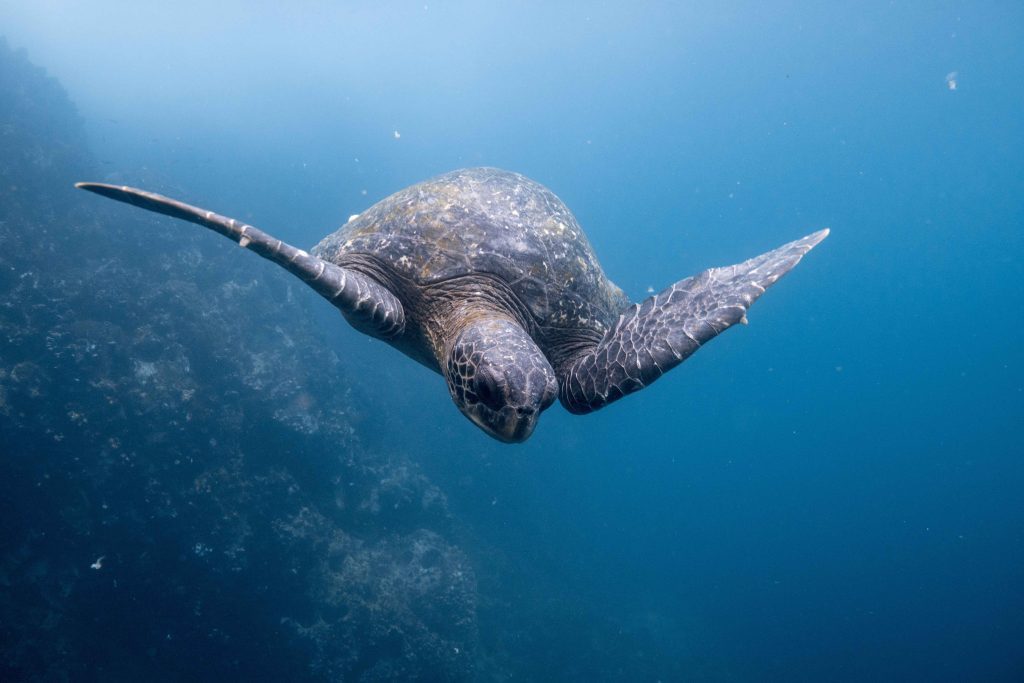 Galapagos Marine turtle