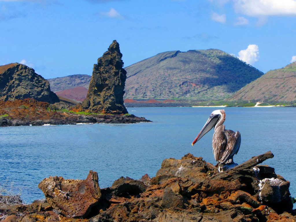 pelican-bartolome-galapagos-ecuador-wise-destinations_28_11zon_28_11zon