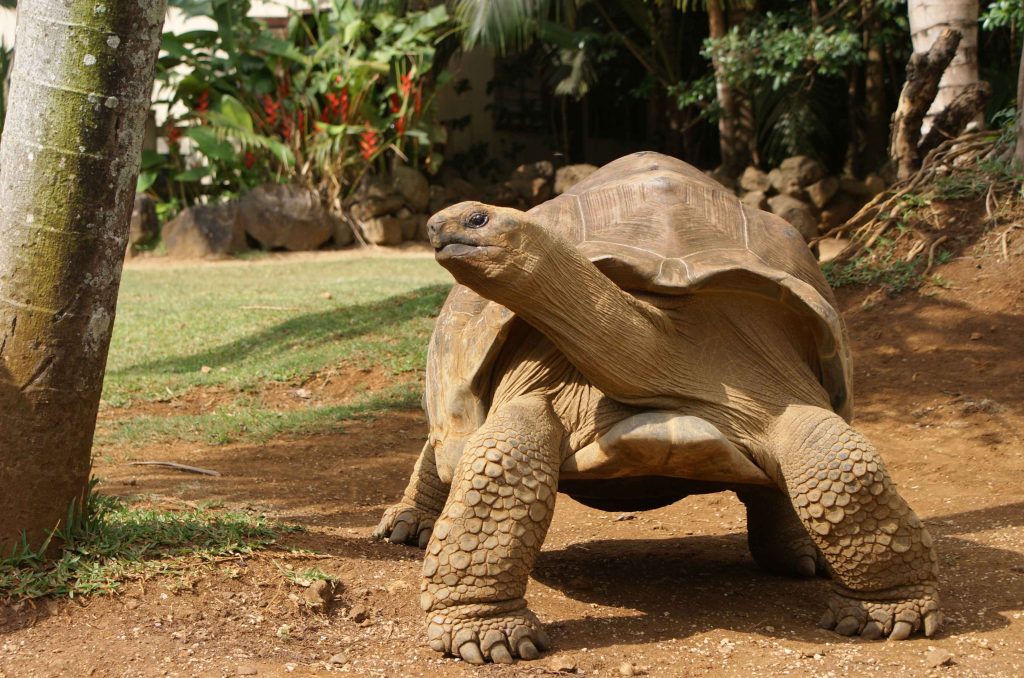 tortuga-gigante-tortoise-mauricio-wise-destinations_17_11zon_17_11zon