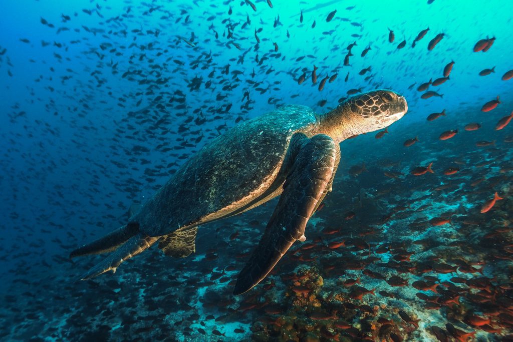 turtle-marine-nice-galapagos-ecuador-wise-destinations