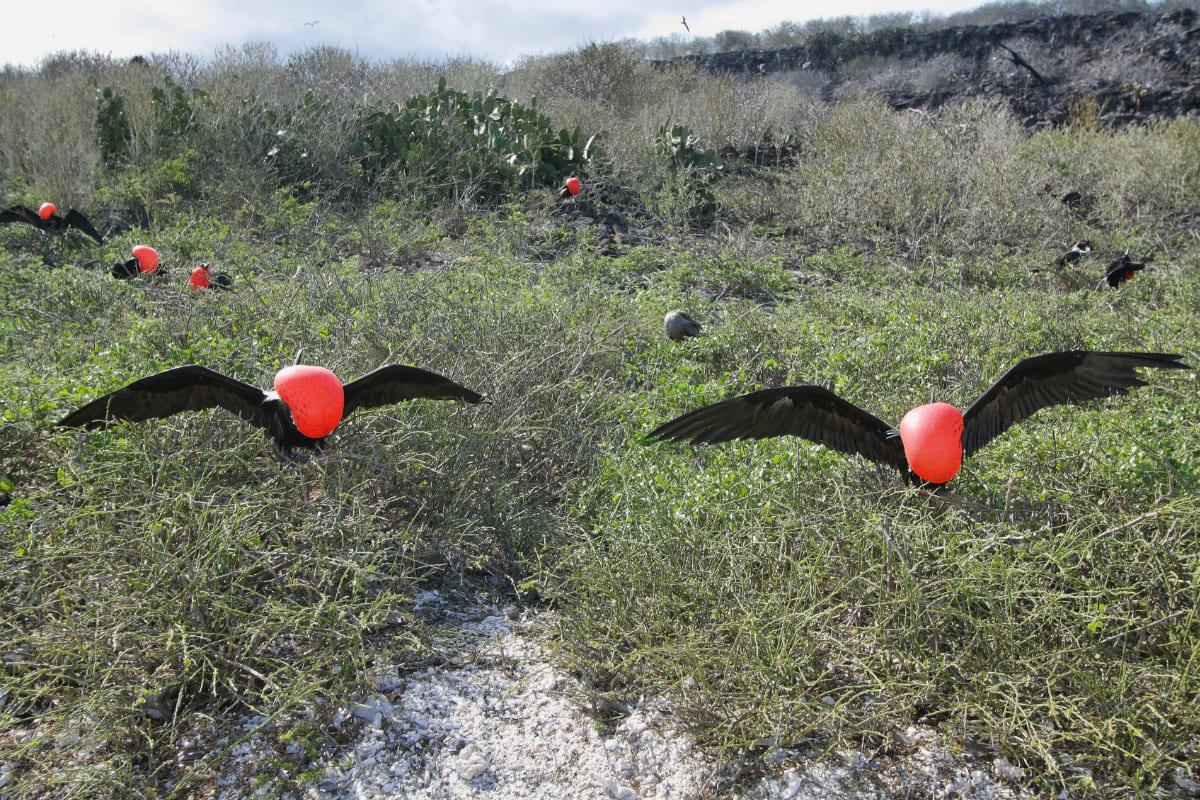 Animal-Watching-Galapagos-Islands-SmartGalapagos