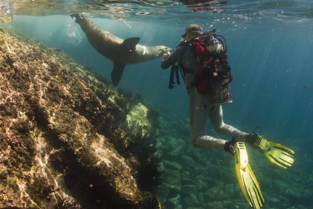 Diving-Galapagos-SmartGalapagos