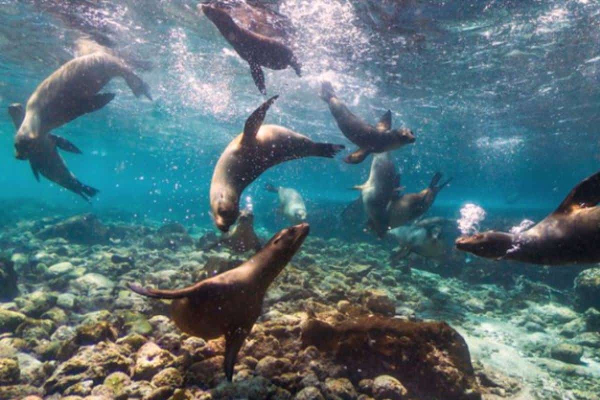 Snorkeling-Galapagos-SmartGalapagos
