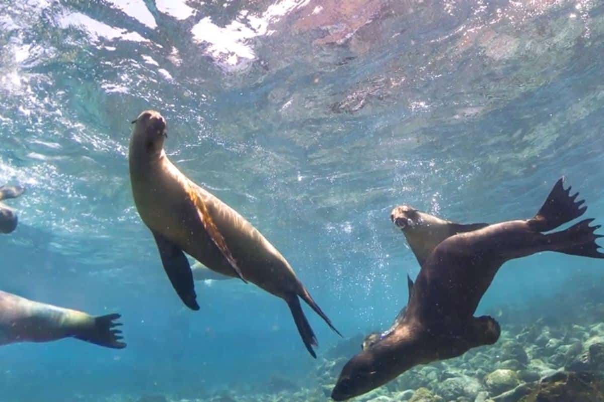 Snorkeling-Galapagos-SmartGalapagos