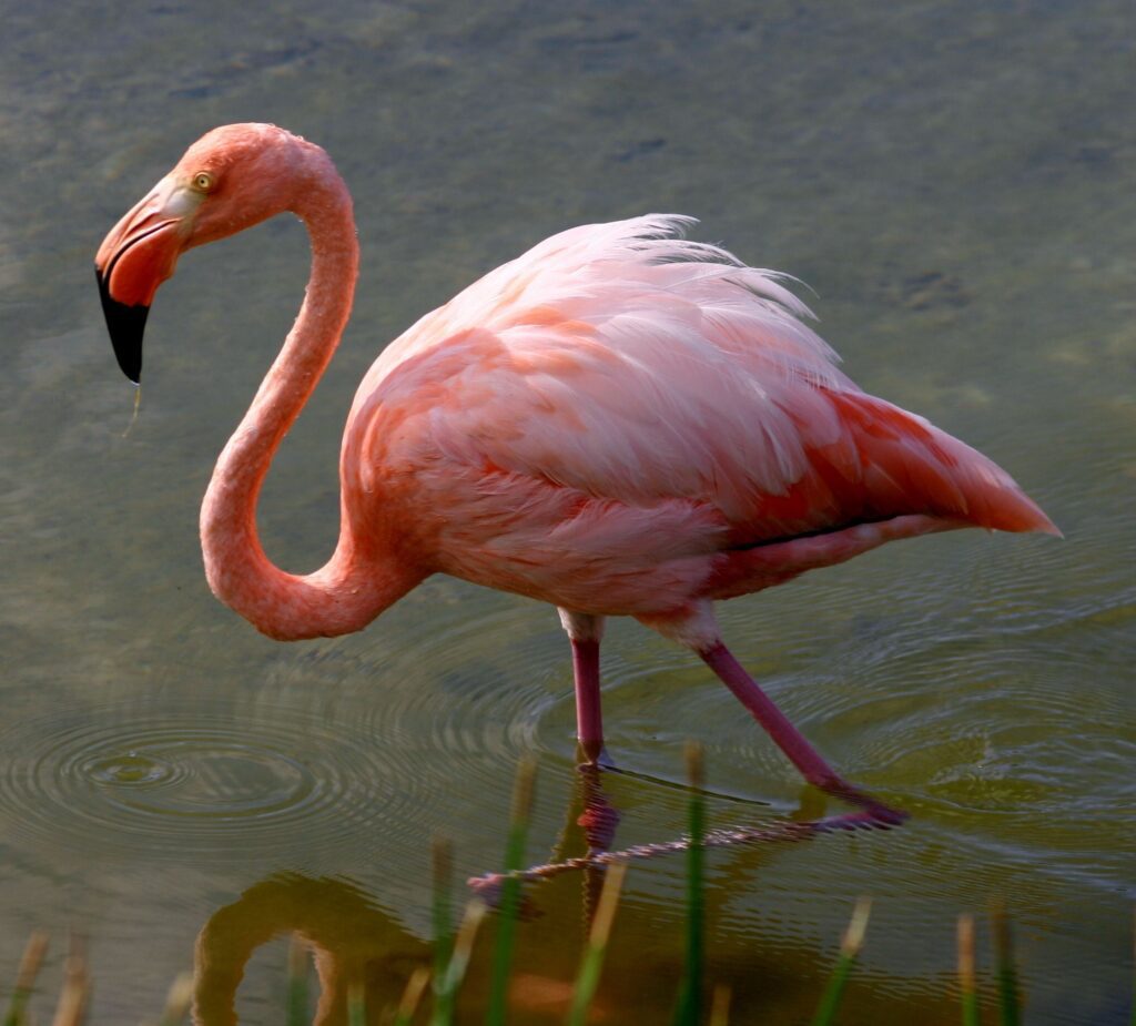 Greater_flamingo_galapagos