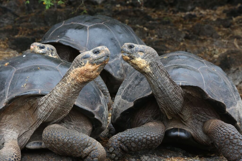 galapagos-tortoise-kiss-nice-ecuador-wise-destinations