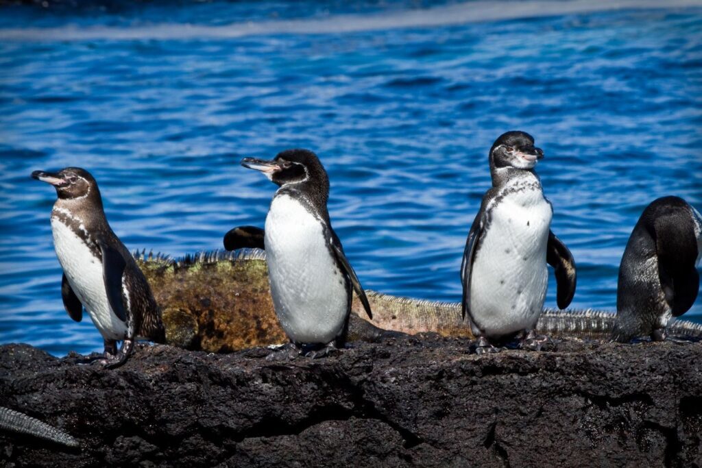 penguins-enjoy-nice-photo-galapagos-ecuador-wise-destinations
