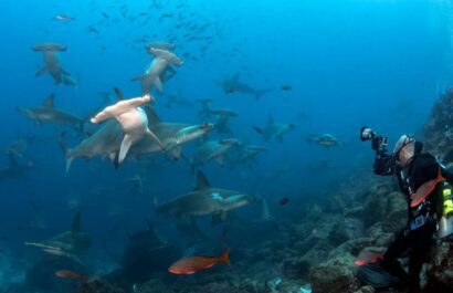 Diving in the Galapagos Islands