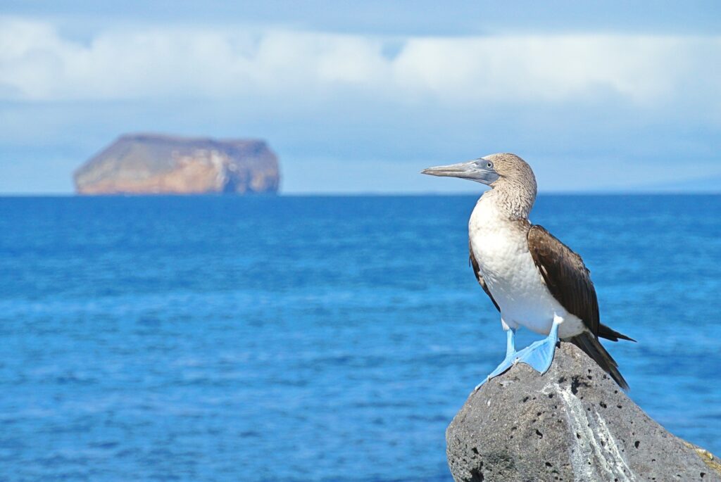 Blue footed boobies in Galapagos