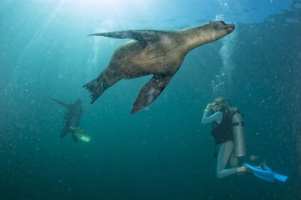 diving-great-sea-lions-galapagos-ecuador-wise-destinations