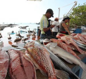 fish-market-santa-cruz-island