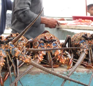 galapagos-lobsters-season