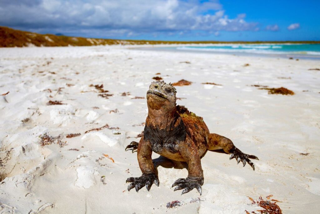 iguana-white-beach-galapagos-ecuador-wise-destinations