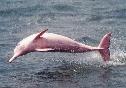 Pink Dolphin in the Amazonas