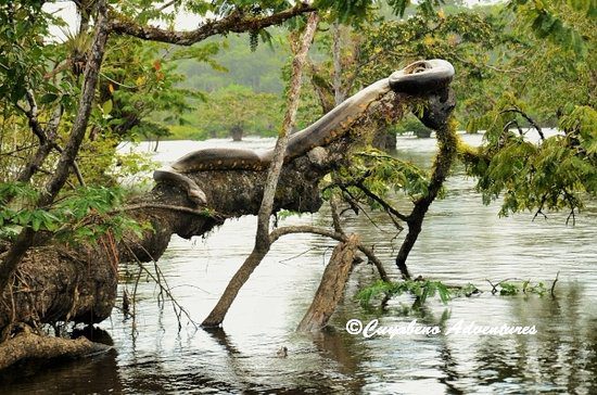 giant-anaconda-in-cuaybeno