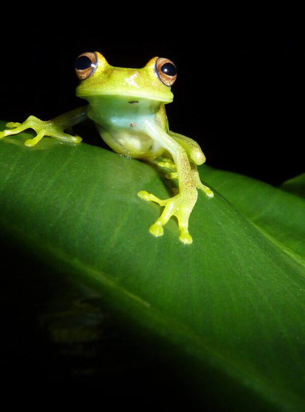 Green frog in Cuyabeno