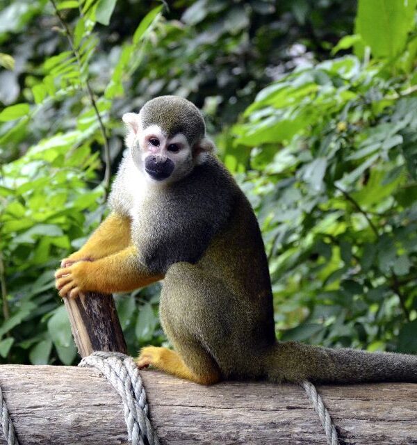 Ardilla monkey in Cuyabeno