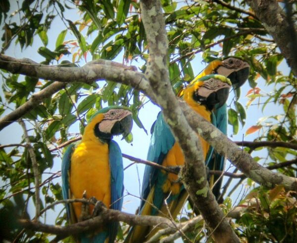 Parrots in the amazonas jungle