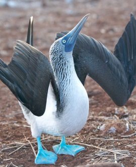 Blue-Footed-Booby-dance-flickr.com_