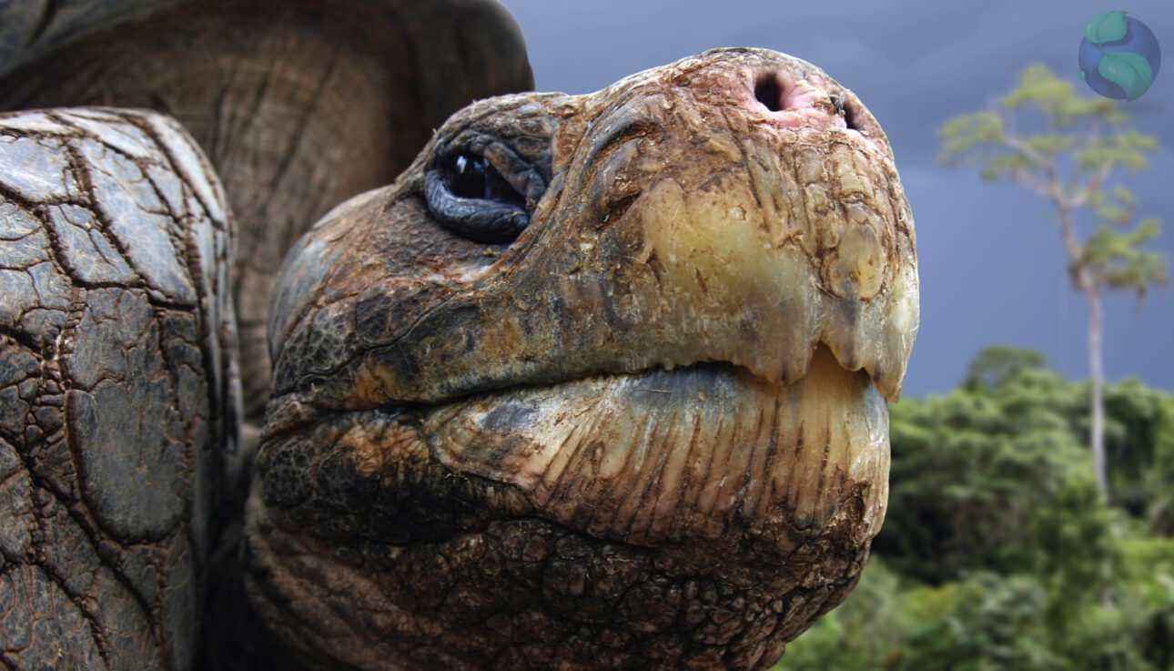 Galapagos-giant-turtle-tour-10-days-amazing-ecuador