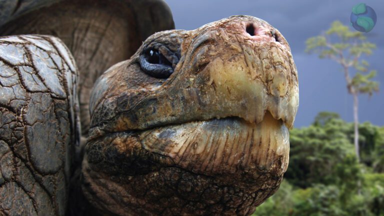 Galapagos-giant-turtle-tour-10-days-amazing-ecuador