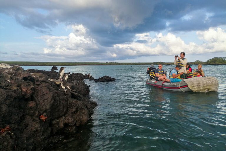Tour to the penguins in Galapagos