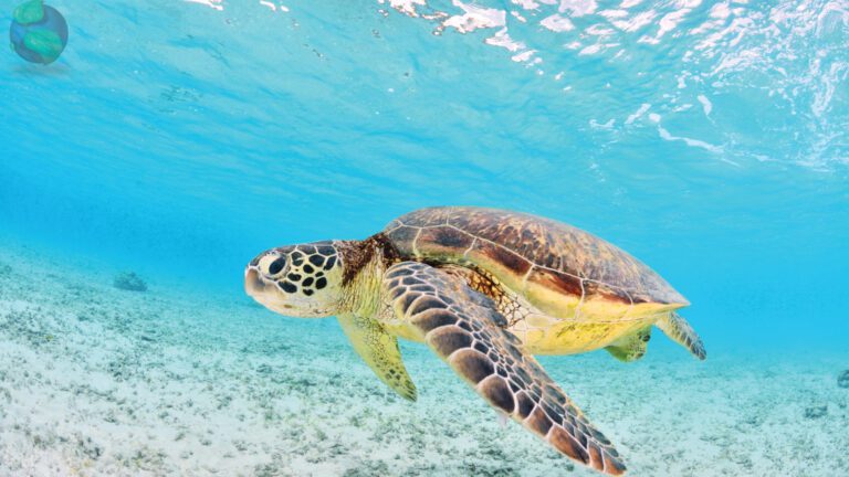 Galapagos Marine Turtle Swiming