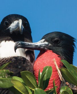 red-frigate-male-bird-galapagos-tour-island-hopping