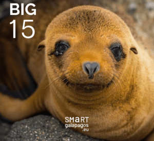 Galapagos Fur Seal 1