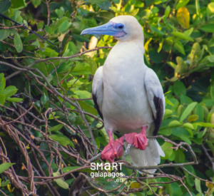 RED FOOTED BOOBIE