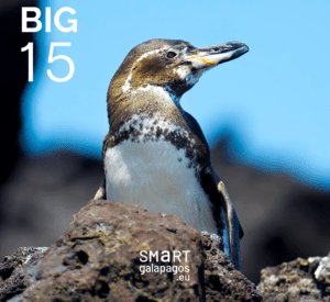 Galapagos Penguins 1