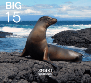 Galapagos Sea Lion 1
