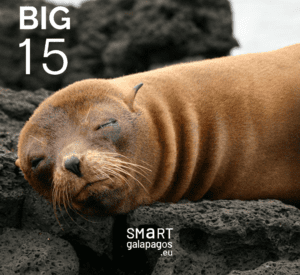 Galapagos Fur Seal 2