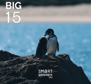 Galapagos Penguins 2