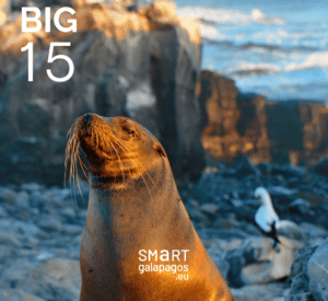 Galapagos Sea Lion 2