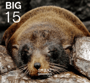 Galapagos Fur Seal 3