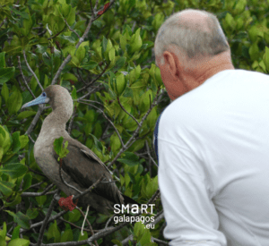 RED FOOTED BOOBIE 3