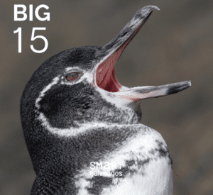 Galapagos Penguins 3