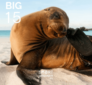 Galapagos Fur Seal 5